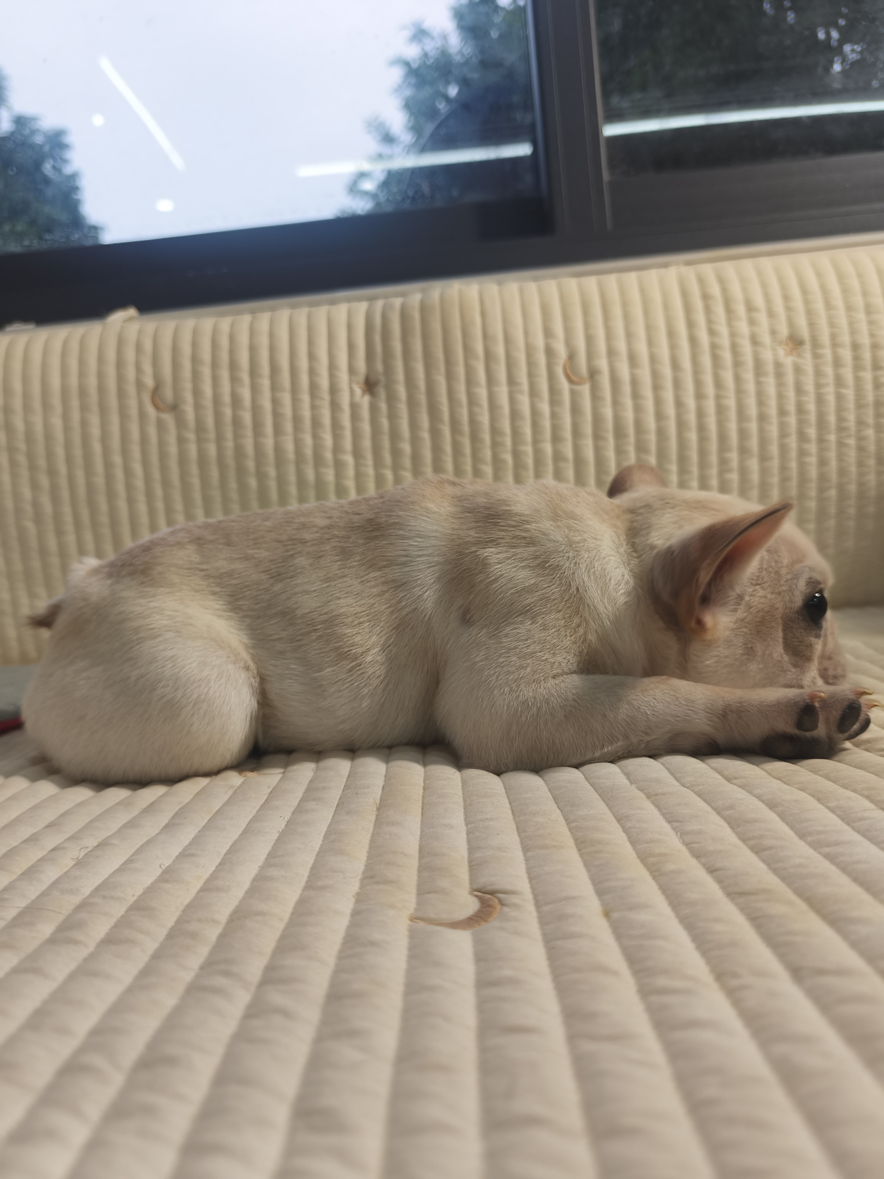 呆呆 萌萌 可爱的小法斗